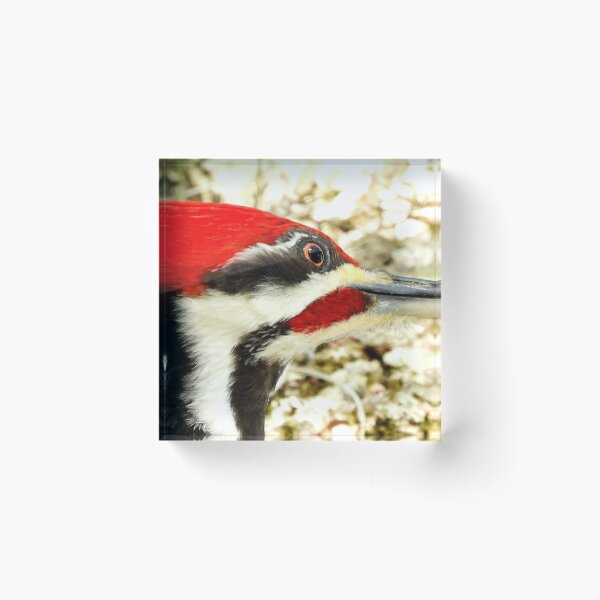 Item preview, Pileated Woodpecker 4 designed and sold by Jeffrey Mask.