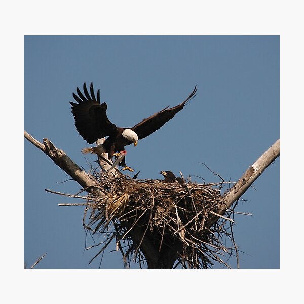 Item preview, Eagles at Ding Darling designed and sold by Albert Dickson.
