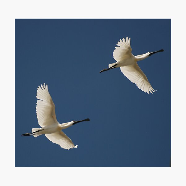 Item preview, Coming in for Landing.. designed and sold by Sue Jaeschke.