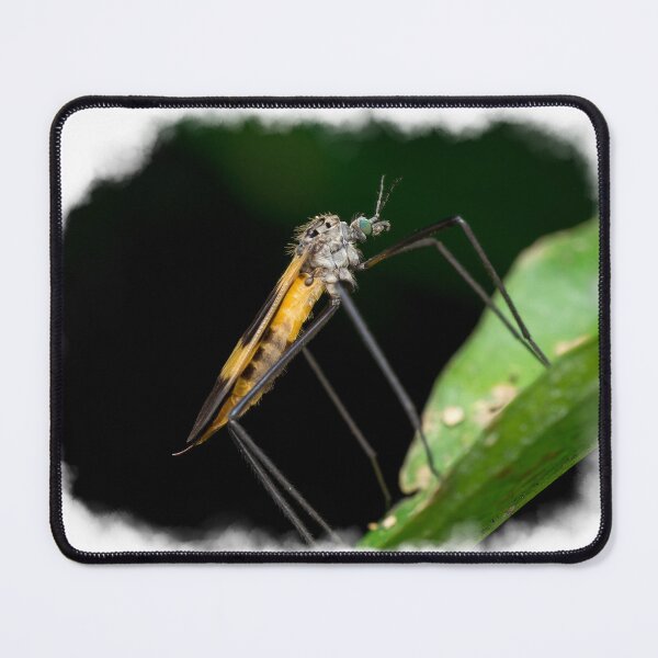 Item preview, A beautiful crane fly (Tipulidae) resting on a leaf! designed and sold by AvonPerception.