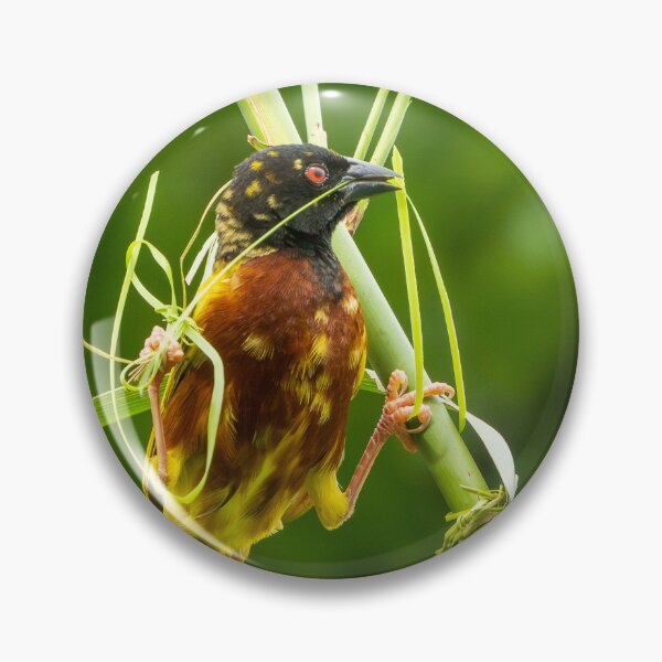Item preview, Golden-backed Weaver designed and sold by TravellingFatmn.
