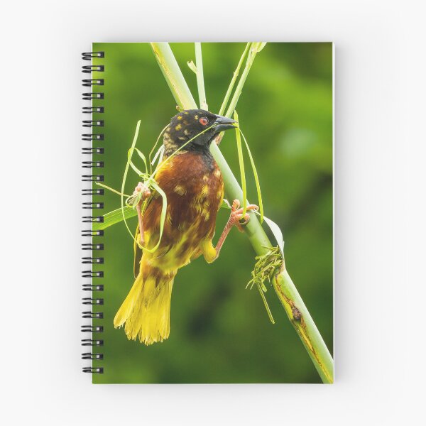 Item preview, Golden-backed Weaver designed and sold by TravellingFatmn.