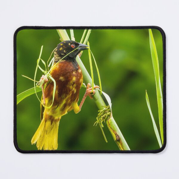 Item preview, Golden-backed Weaver designed and sold by TravellingFatmn.