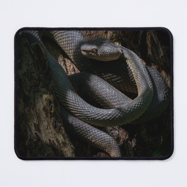 Item preview, Shore Pit Viper designed and sold by TravellingFatmn.