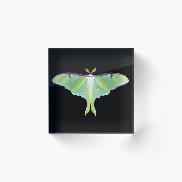Luna Moth - Nature Illustration Acrylic Block