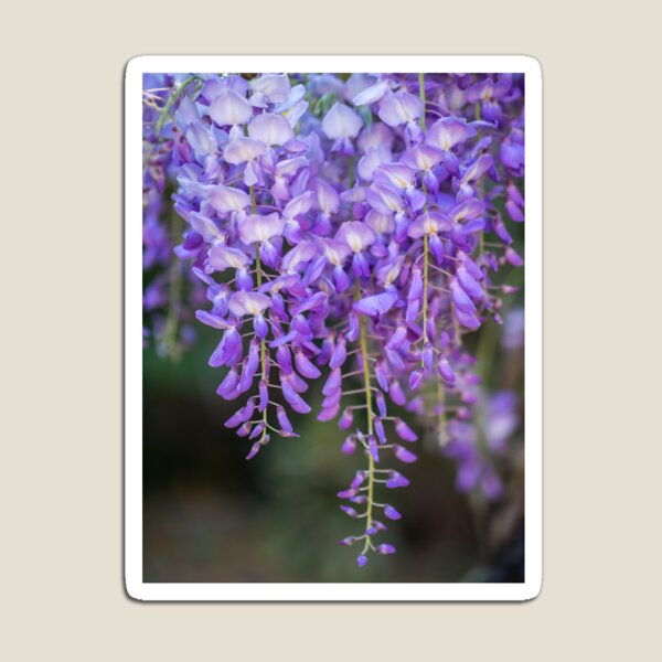 Hanging - Wisteria Magnet