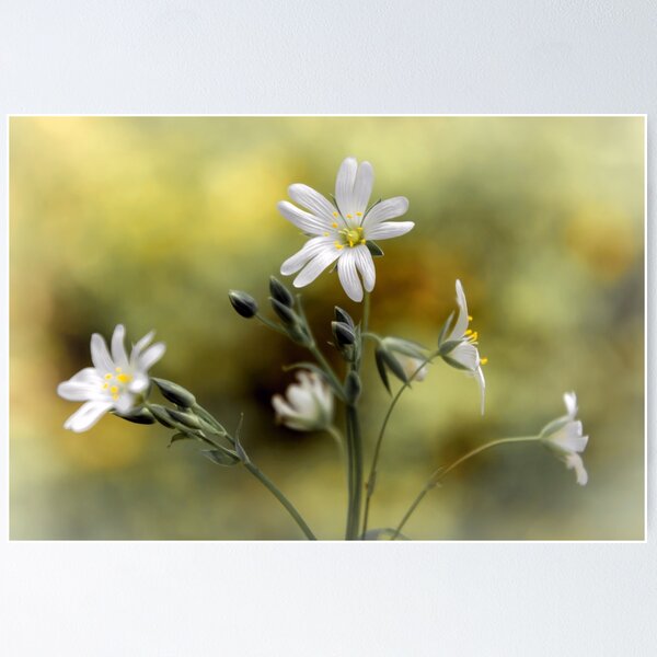 Item preview, Greater Stitchwort designed and sold by JEZ22.