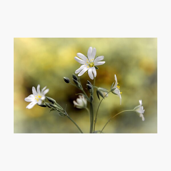 Item preview, Greater Stitchwort designed and sold by JEZ22.