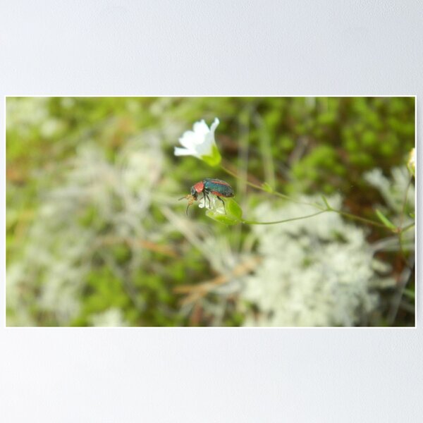 Artikelvorschau, Kleiner Käfer auf einer Blume entworfen und verkauft von BethyBeeHerbs.