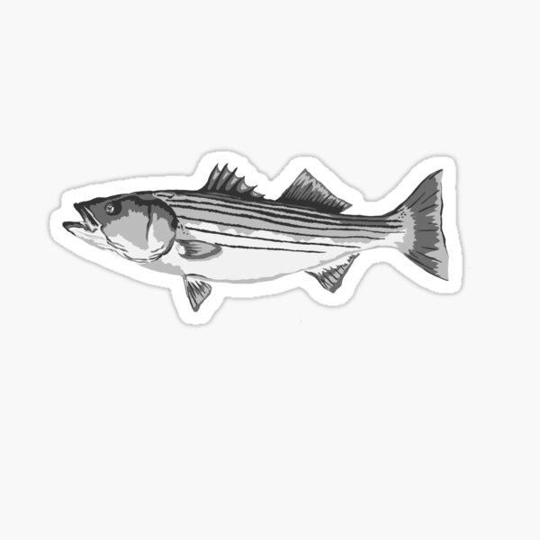 USA Striped Bass Decal