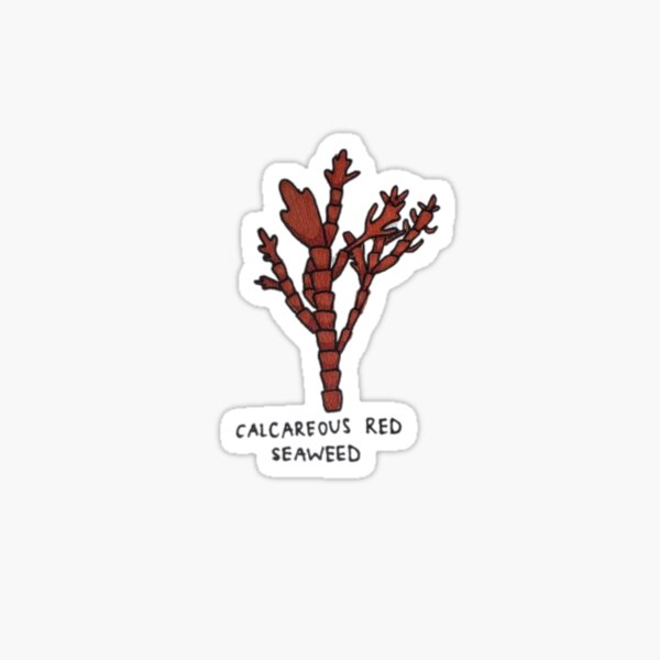 Item preview, Calcareous Red Seaweed (with label) designed and sold by gabbyriddle.