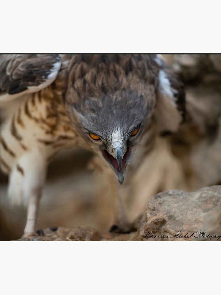 Art Raptors Birds of Prey Print Owl Hawk Eagle Bird Falconer Falcony Decor