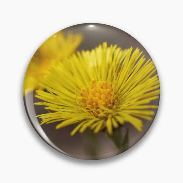Item preview, Springtime yellows. Coltsfoot designed and sold by Jouko Lehto Photography.