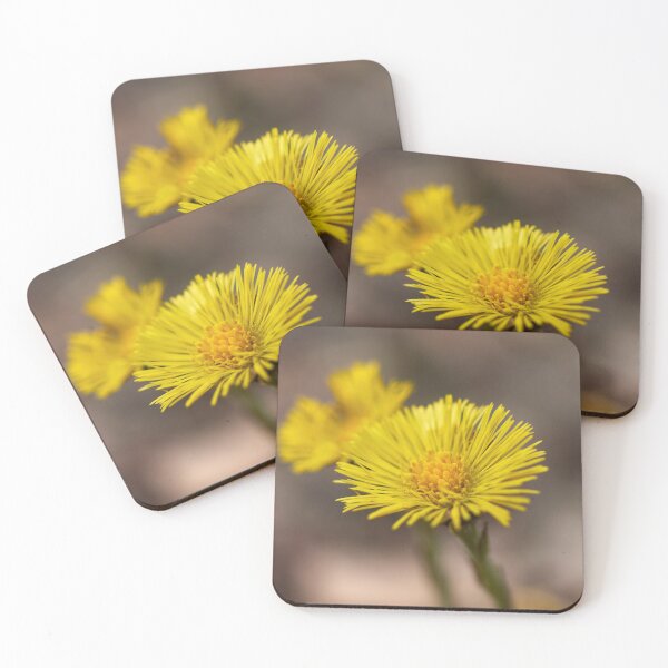 Item preview, Springtime yellows. Coltsfoot designed and sold by Jouko Lehto Photography.