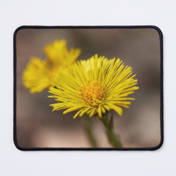 Item preview, Springtime yellows. Coltsfoot designed and sold by Jouko Lehto Photography.