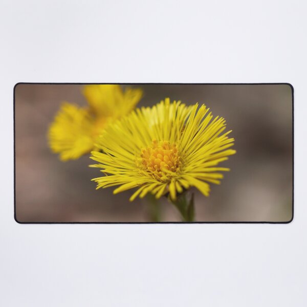 Item preview, Springtime yellows. Coltsfoot designed and sold by Jouko Lehto Photography.
