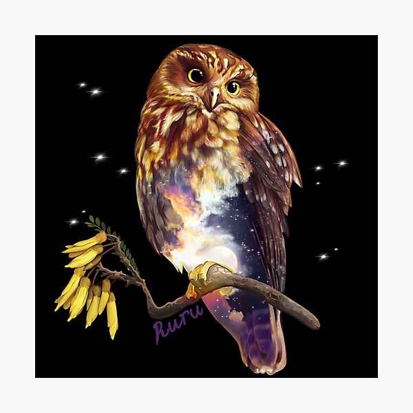 Ruru / Morepork - native bird of Aotearoa (New Zealand) Photographic Print