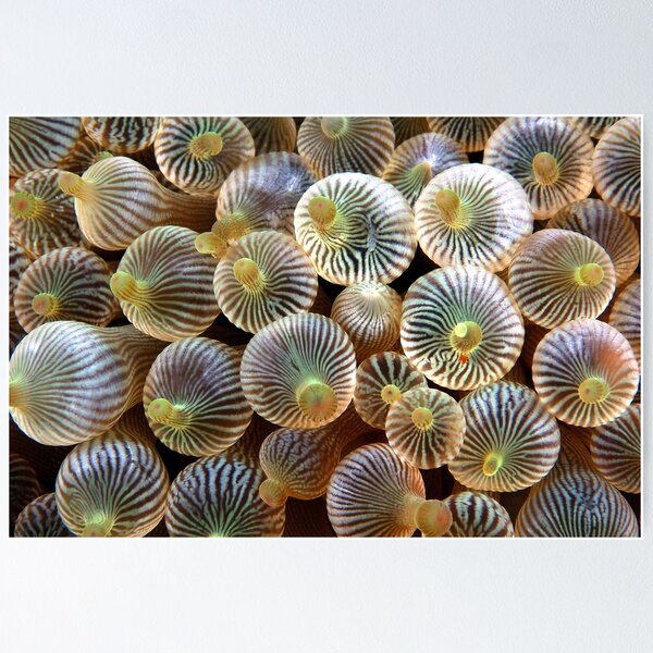 Item preview, Bubbles designed and sold by MattTworkowski.