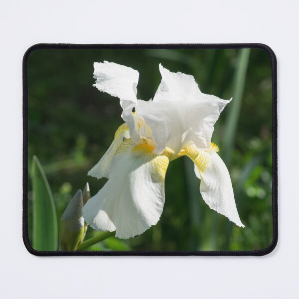 Item preview, Pearly Petals - Blooming Bearded German Iris designed and sold by Georgia Mizuleva.
