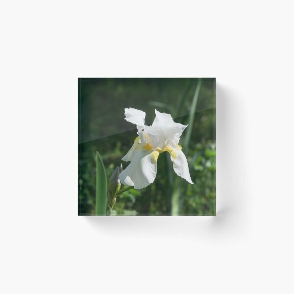 Item preview, Pearly Petals - Blooming Bearded German Iris designed and sold by Georgia Mizuleva.