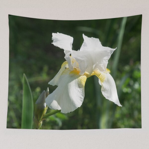 Item preview, Pearly Petals - Blooming Bearded German Iris designed and sold by Georgia Mizuleva.