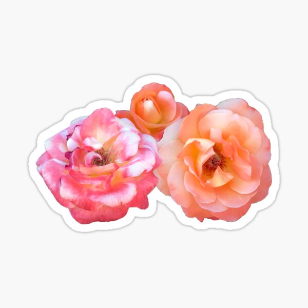 Item preview, Pink and Peach roses designed and sold by Christinasbubbl.