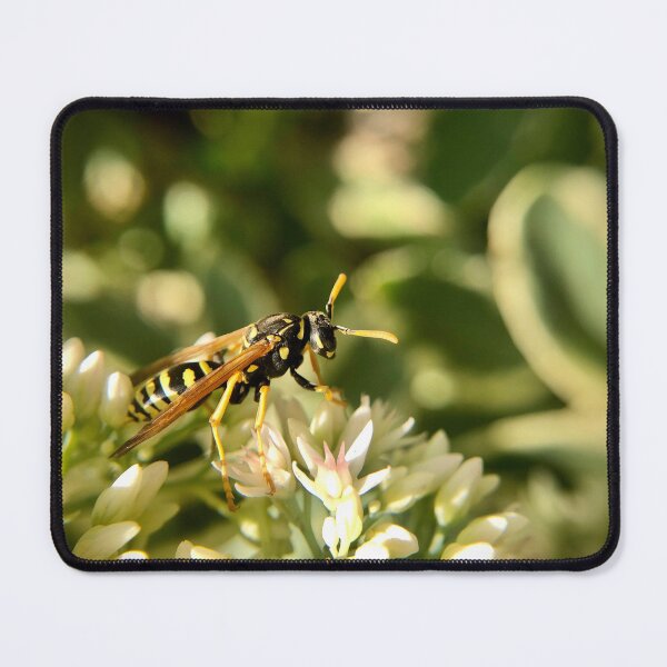 Item preview, Yellowjacket on blooming sedums designed and sold by Katrina Valuyeva.