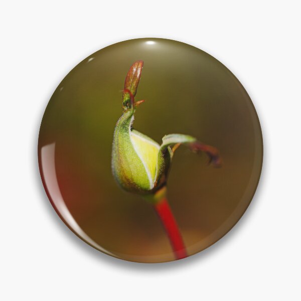 Item preview, Rich Bud Late Autumn Rose  designed and sold by Joy Watson - Natural Light Photography .