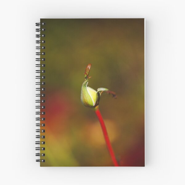 Item preview, Rich Bud Late Autumn Rose  designed and sold by Joy Watson - Natural Light Photography .