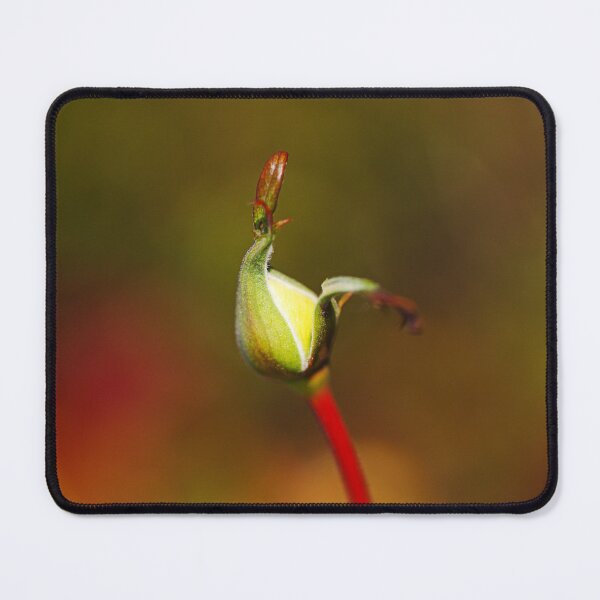 Item preview, Rich Bud Late Autumn Rose  designed and sold by Joy Watson - Natural Light Photography .