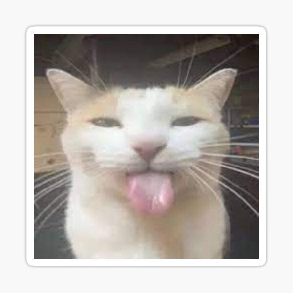 Cute cat sticking out it's tongue 💜 Credit Pinterest - All about