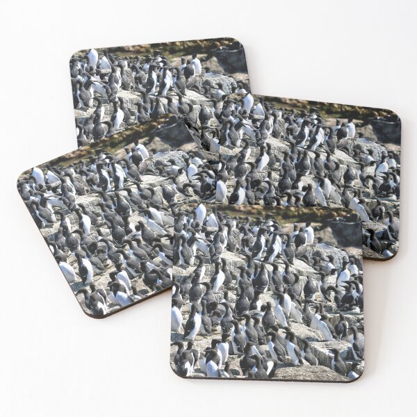 Item preview, Guillemot colony on the Farne Islands - Northumberland, UK designed and sold by Richard Flint.