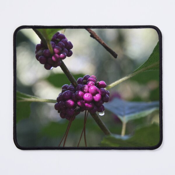 Item preview, Purple berries on a branch designed and sold by Evelynsphoto.