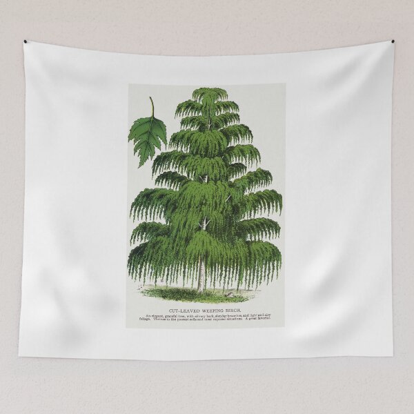 Item preview, Weeping Birch tree lithograph designed and sold by Earth Nature Creations.