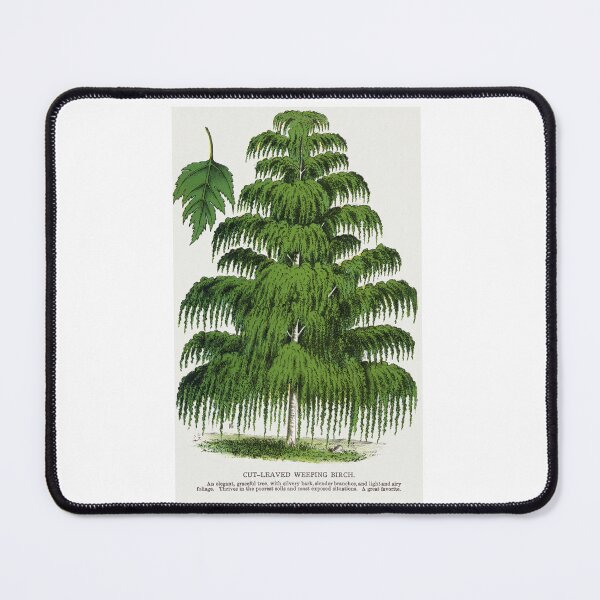 Item preview, Weeping Birch tree lithograph designed and sold by Earth Nature Creations.