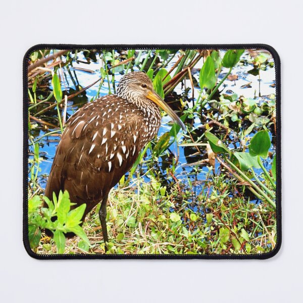 Item preview, Gorgeous limpkin designed and sold by B. Randi Bailey.