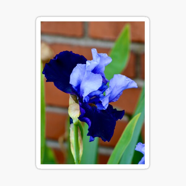 Item preview, The Beauty of the Bearded Iris  designed and sold by Warren  Thompson.