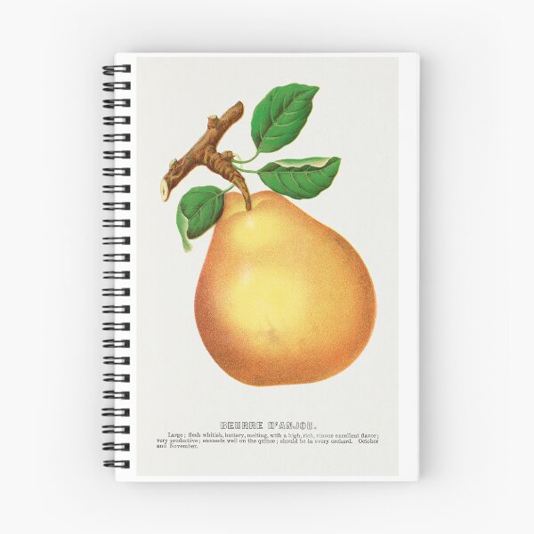 Item preview, Beurre D'Anjou pear lithograph from Botanical Specimen painting - Le Jardin Des Plantes by Paul Gervais designed and sold by Earth Nature Creations.
