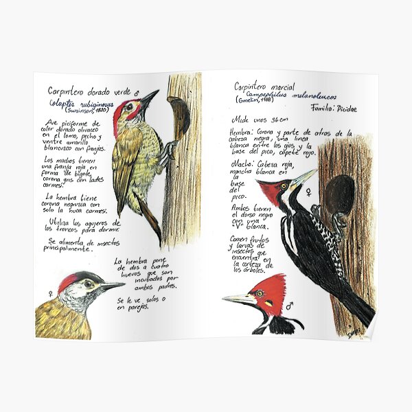 American woodpeckers Poster