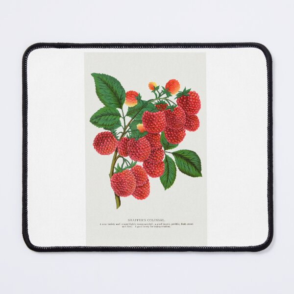 Item preview, Shaffer's Colossal Raspberry lithograph from Botanical Specimen painting - Le Jardin Des Plantes by Paul Gervais designed and sold by Earth Nature Creations.