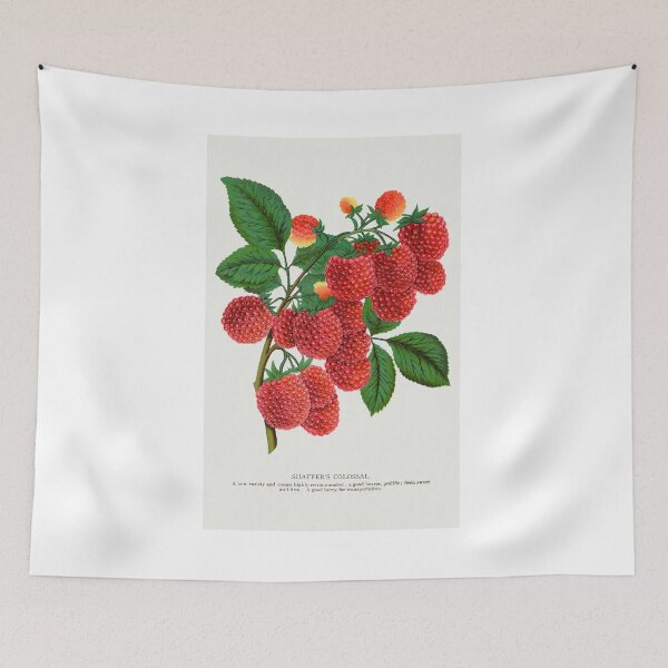 Item preview, Shaffer's Colossal Raspberry lithograph from Botanical Specimen painting - Le Jardin Des Plantes by Paul Gervais designed and sold by Earth Nature Creations.