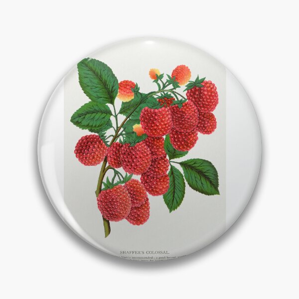 Item preview, Shaffer's Colossal Raspberry lithograph from Botanical Specimen painting - Le Jardin Des Plantes by Paul Gervais designed and sold by Earth Nature Creations.