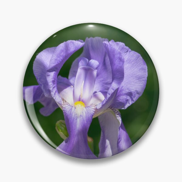 Item preview, Pale Purple Silk - Bearded German Iris in Bloom designed and sold by Georgia Mizuleva.