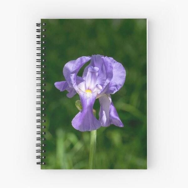 Item preview, Pale Purple Silk - Bearded German Iris in Bloom designed and sold by Georgia Mizuleva.