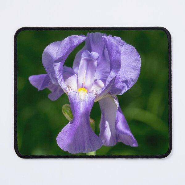 Item preview, Pale Purple Silk - Bearded German Iris in Bloom designed and sold by Georgia Mizuleva.