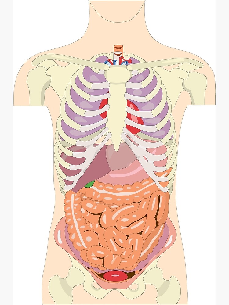 Human Torso Anatomy Greeting Card By Chertx Redbubble