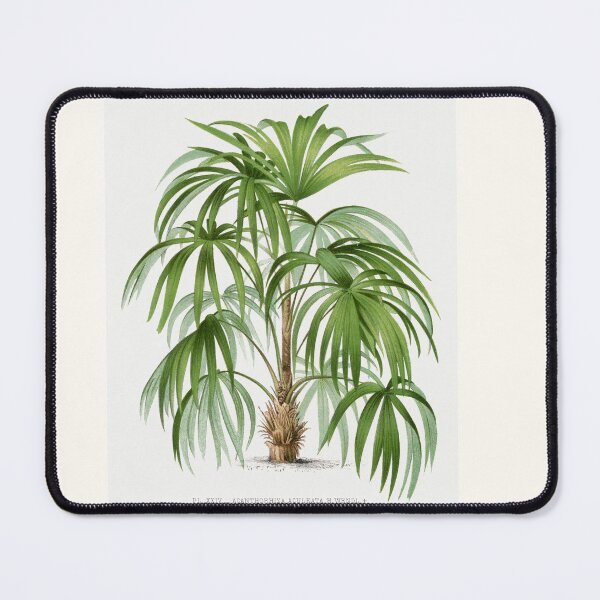 Item preview, Vintage palm tree illustration painting by Paul Gervais. designed and sold by Earth Nature Creations.
