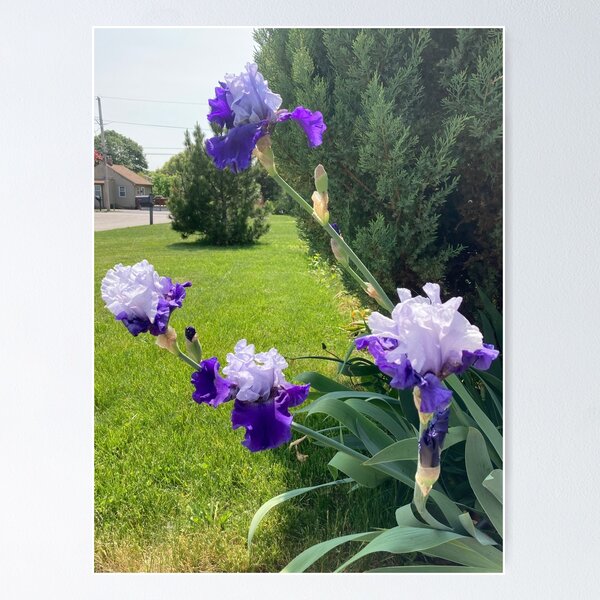 Item preview, Irises and Evergreens in the Neighborhood  designed and sold by Amanda1775.
