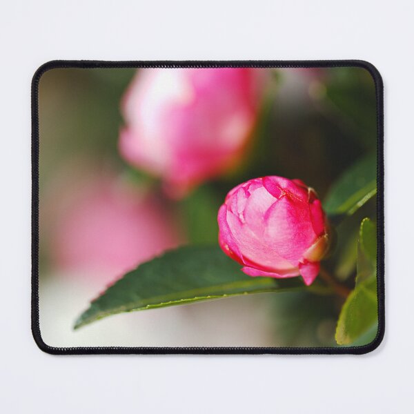 Item preview, Pink Japonica Camellia Bud designed and sold by Joy Watson - Natural Light Photography .