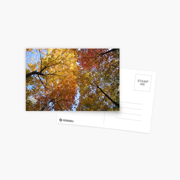 Fall Trees Postcard